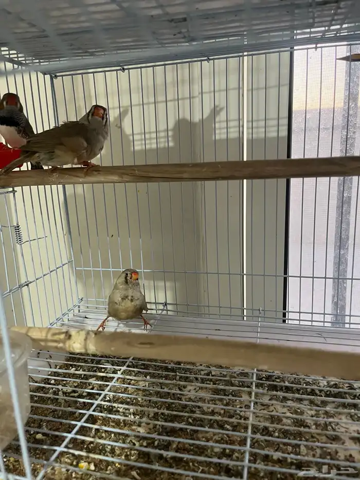 زيبرا ذكراسترالي وانثتين هولندي 1