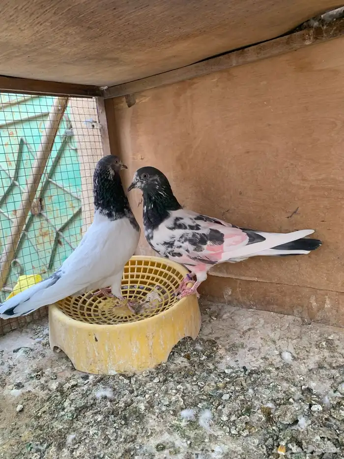 حمام باكستاني للبيع 3