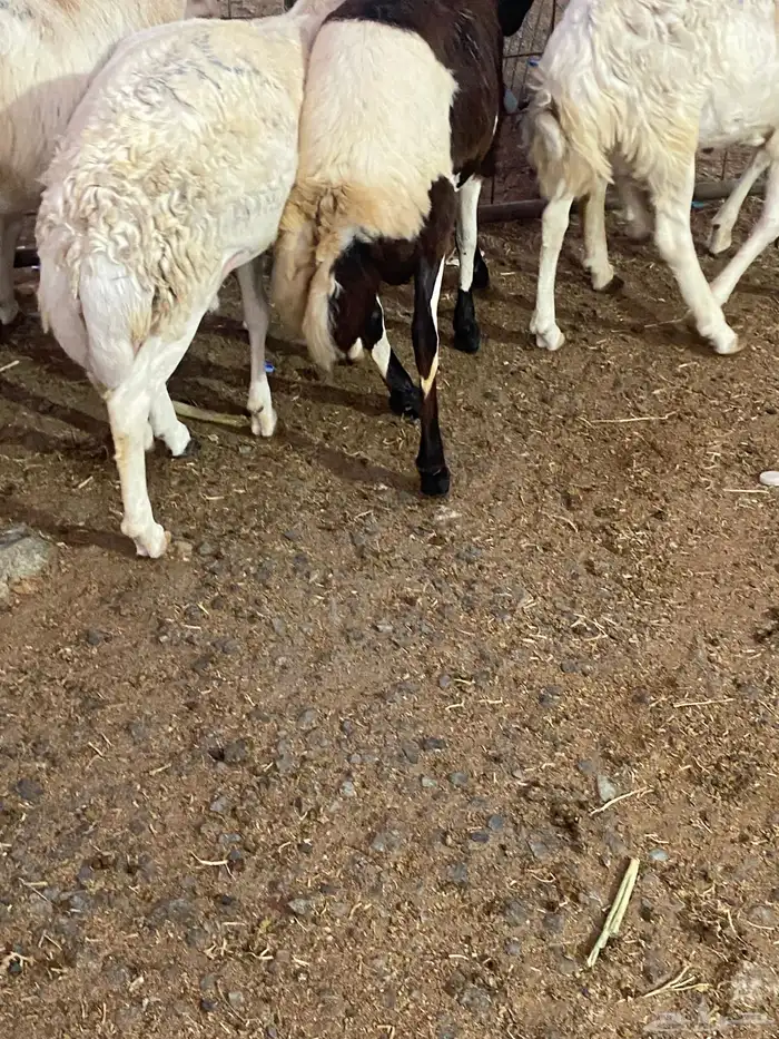 طليان شبيه الرفيدي 3