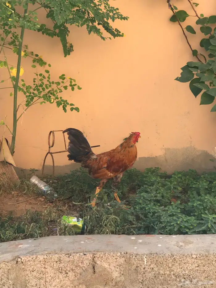 دجاجه صحه 100 الديوكه صحه100 9