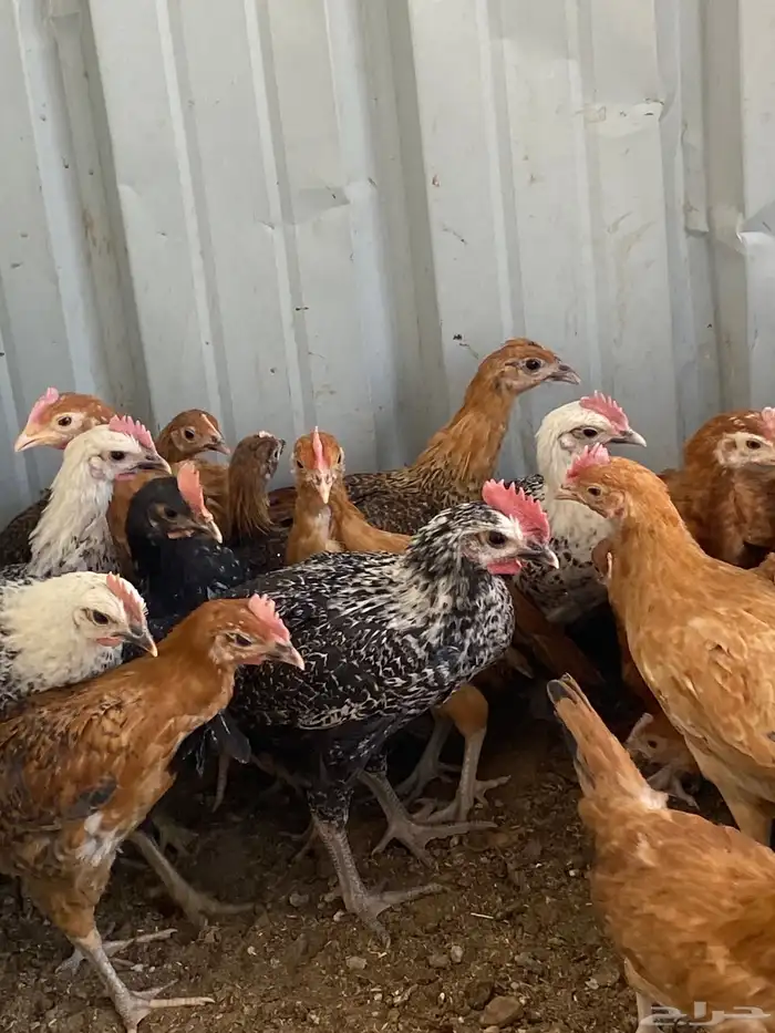 فراريج بلدي فواتح 6