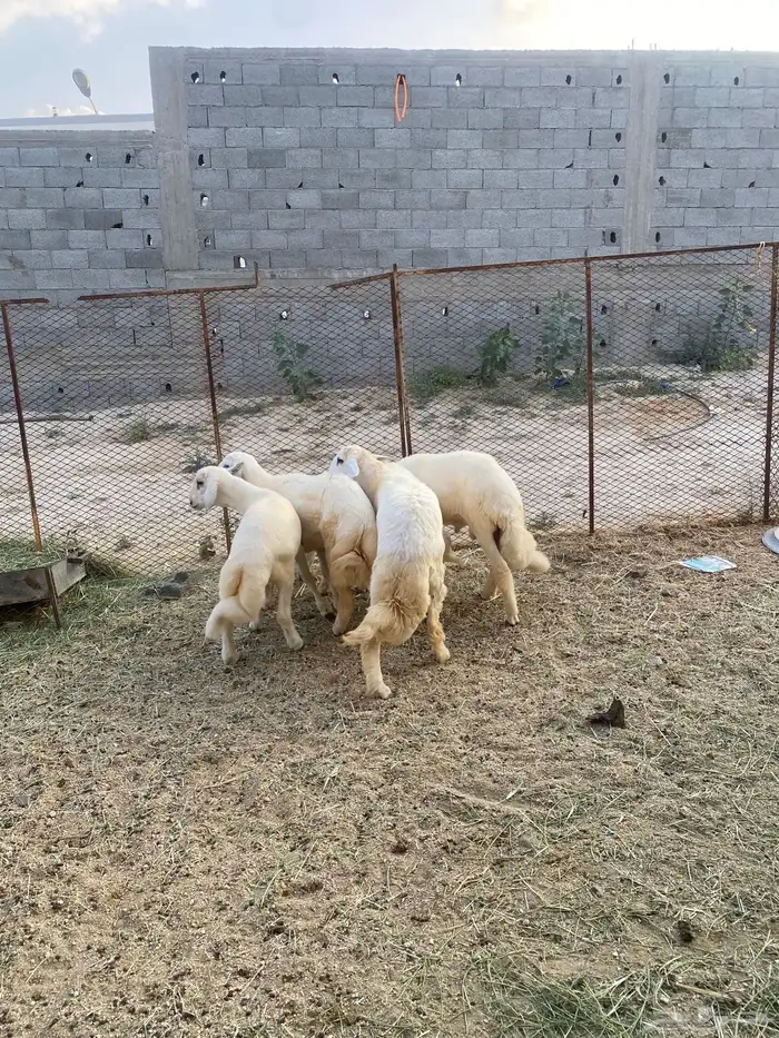 طليان للبيع ف بلقرن 0