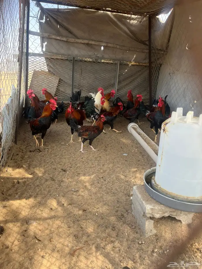 ديوك عربيه السلاله القديمه (ترثه) 0