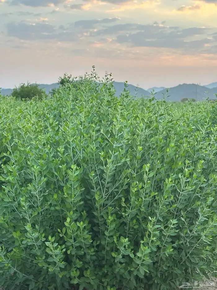 حناء وسدر 10