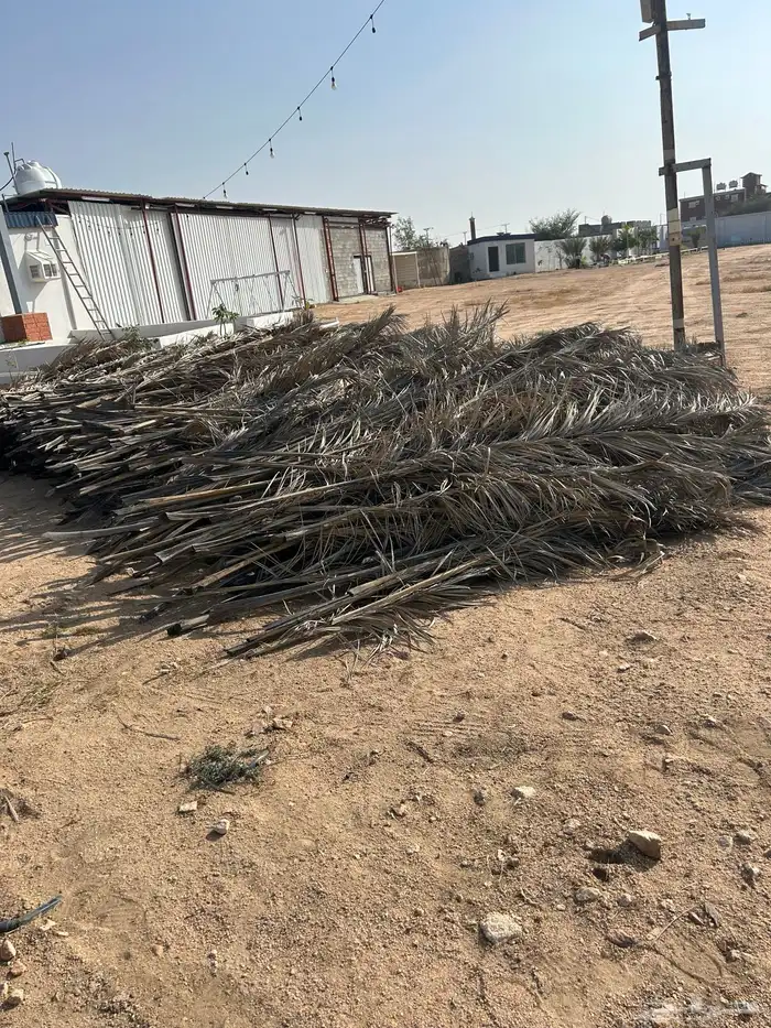 للبيع سعف نخل 3