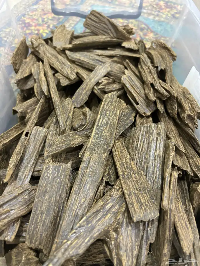 عود سومطري محسن 1