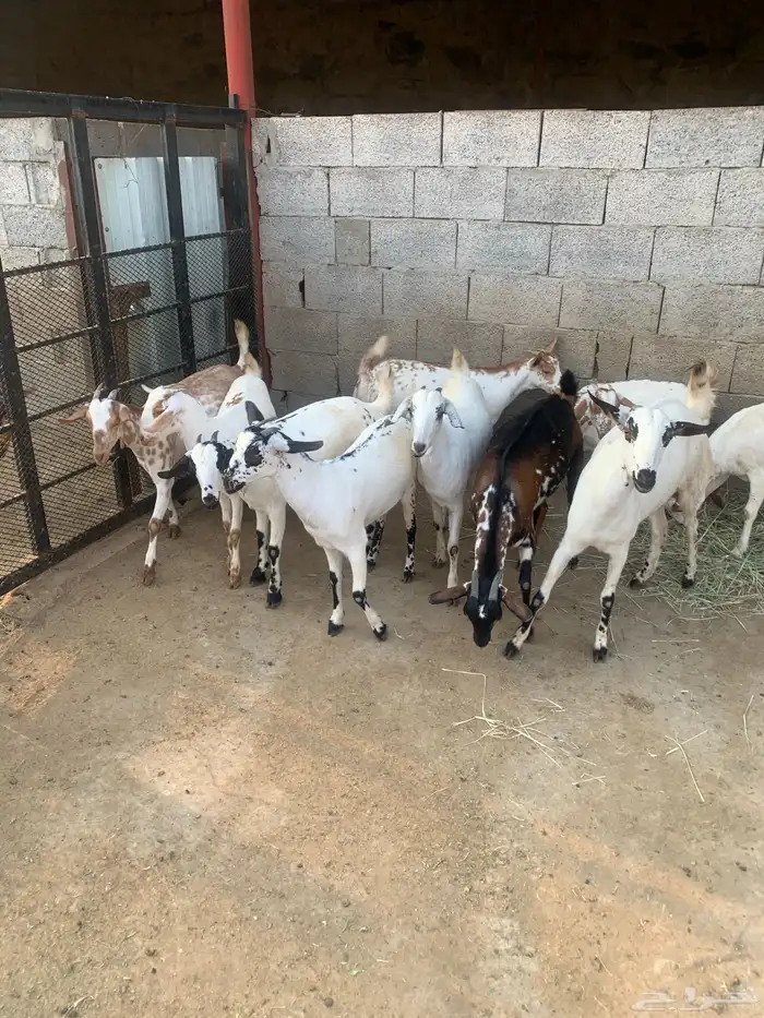 جفير العدد 10 رؤوس تربية ومطربات شي طيب ونظيف 2