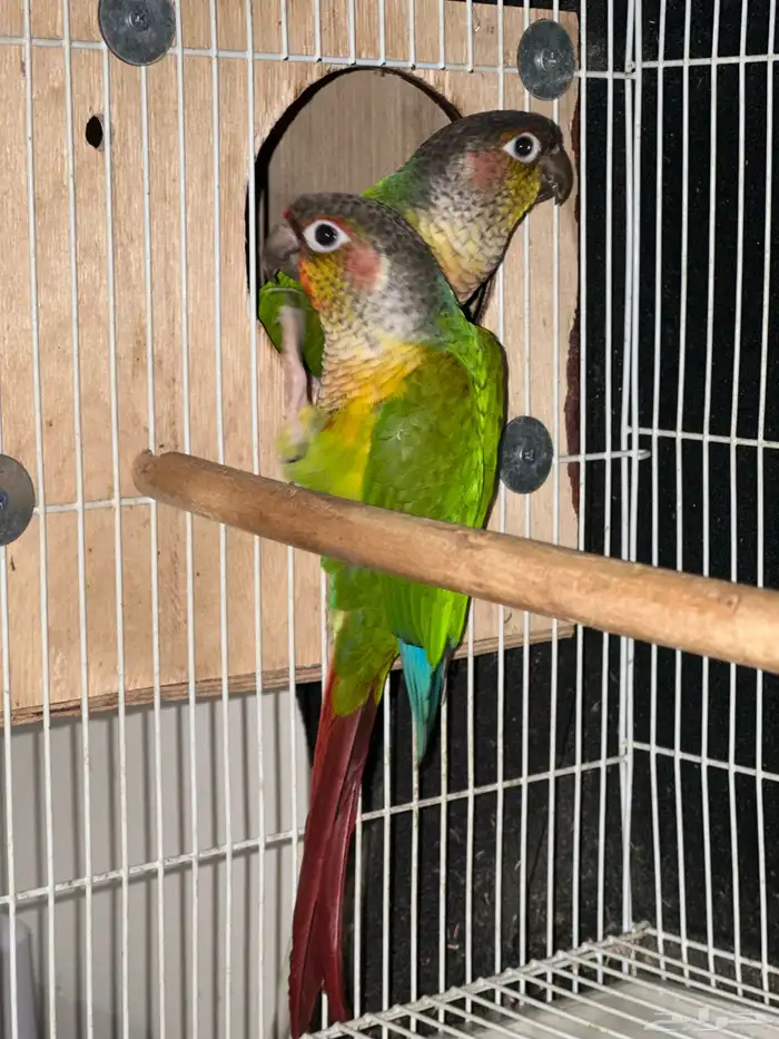 زوج كنيور يلوسايد حاط 4 بيضات تم البيع 1