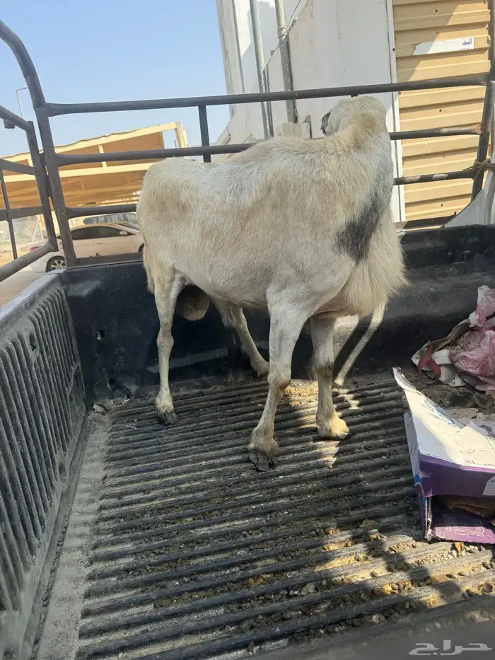 كبش فرير بلدي فحل 2