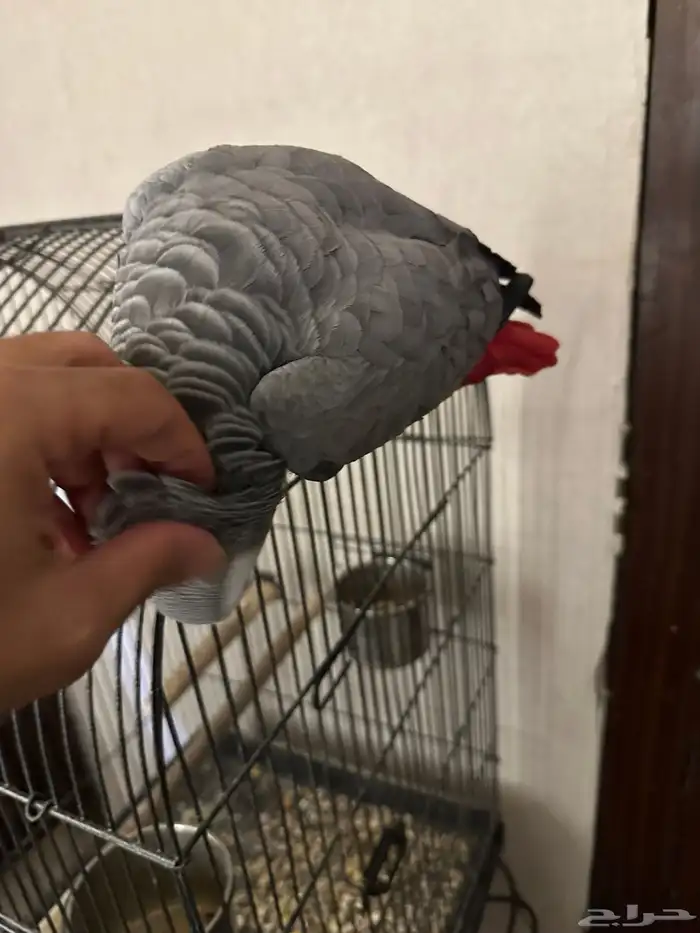 كاسكو متكلم 4