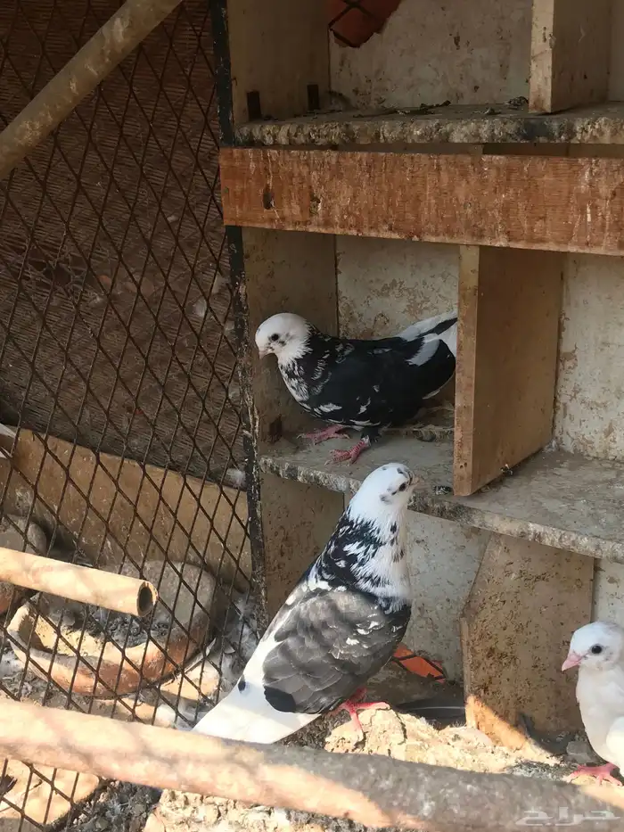 حمام قطايف زوجين للبيع مستعجل 1