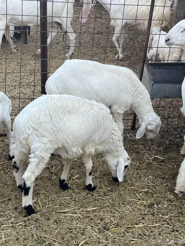 مشاريع فحول هجين مغربي حري 3