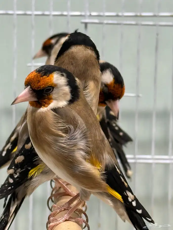 حسون سوري تربية اقفاص 9