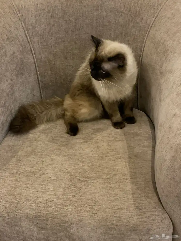 قطط هملايا. للتبني 0