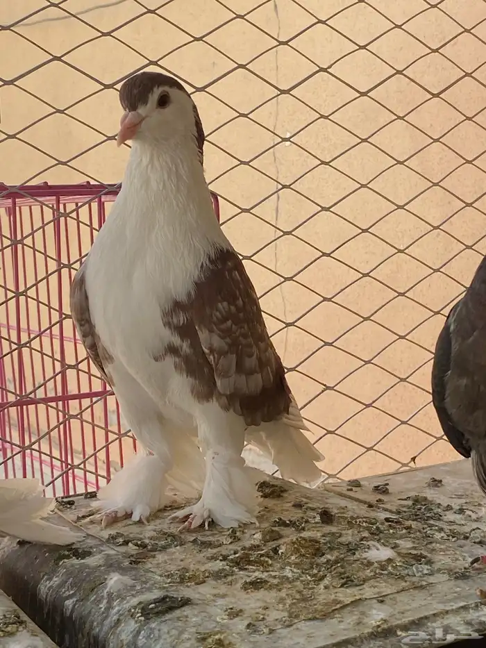 للبيع حمام 0