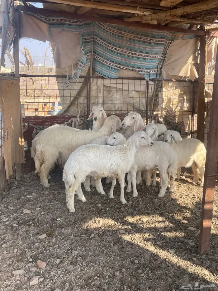 رخال مقنوي 0