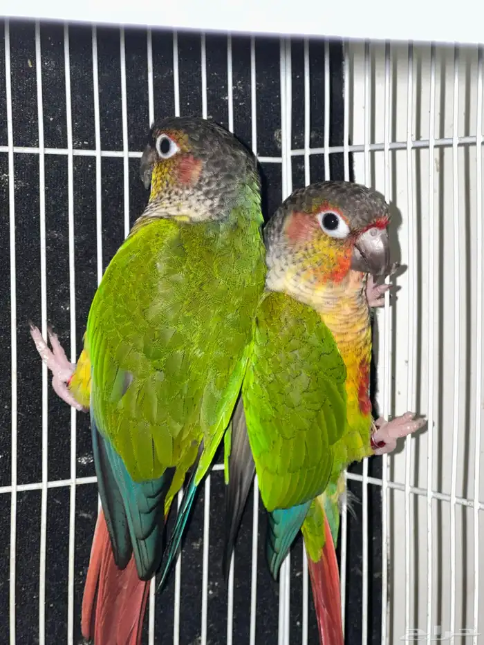 زوج كنيور يلوسايد حاط 4 بيضات تم البيع 2