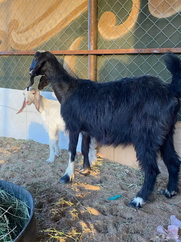 عنز عليها تيس 0