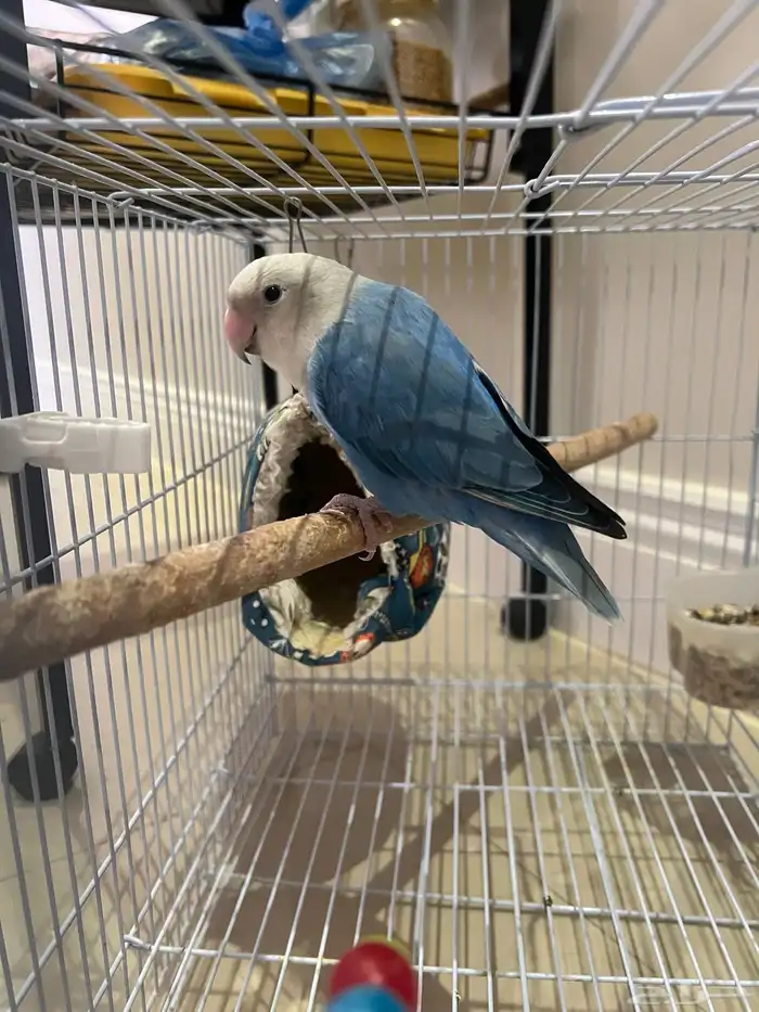 روز اليف غير هدد 1