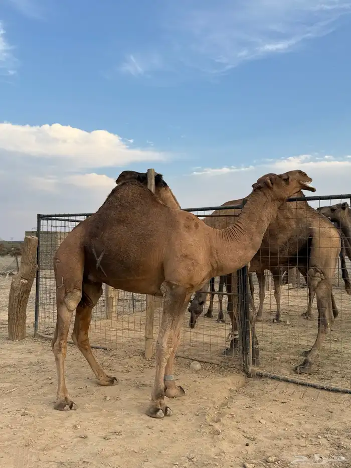 جمل حمر ضراب وعشار وهداوه 9