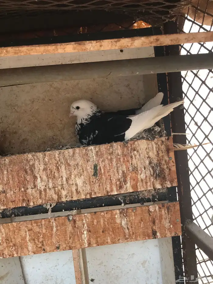 حمام قطايف زوجين للبيع مستعجل 8