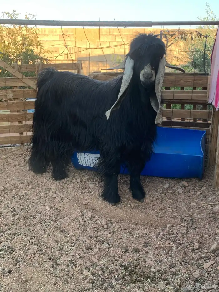 تيس فحل عارضي صنف 2