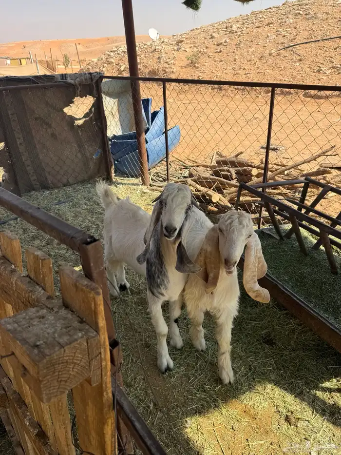 تيوس للبيع الخرج 3