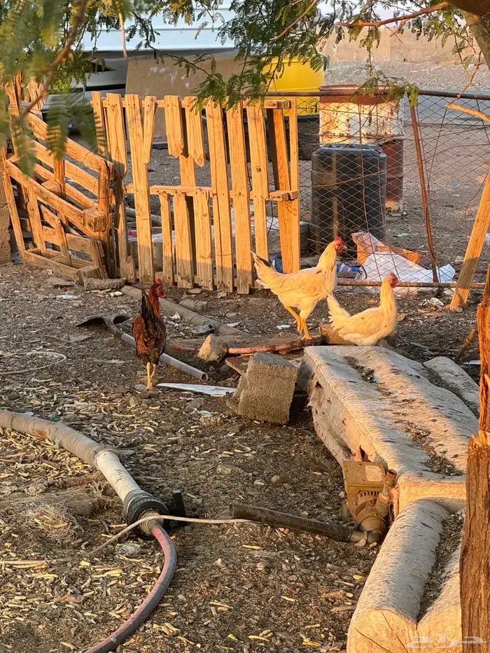 دجاج بلادي 5