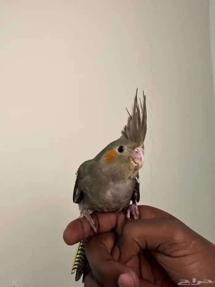 كروان العمر شهرين 3