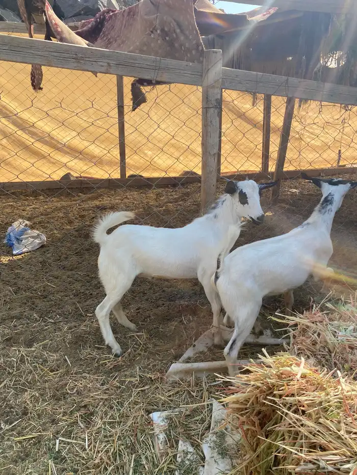 تيوس للبيع. 0