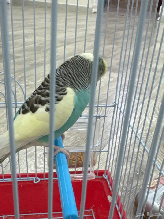 طير من طيور الحب ذكر 0