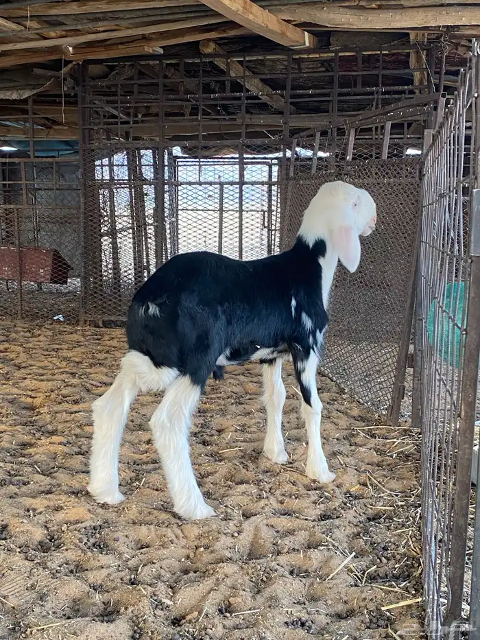 خروف نجدي صنف 1