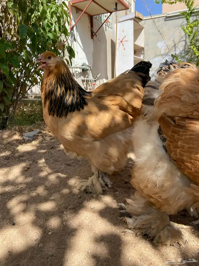 براهما توب فاخر 1