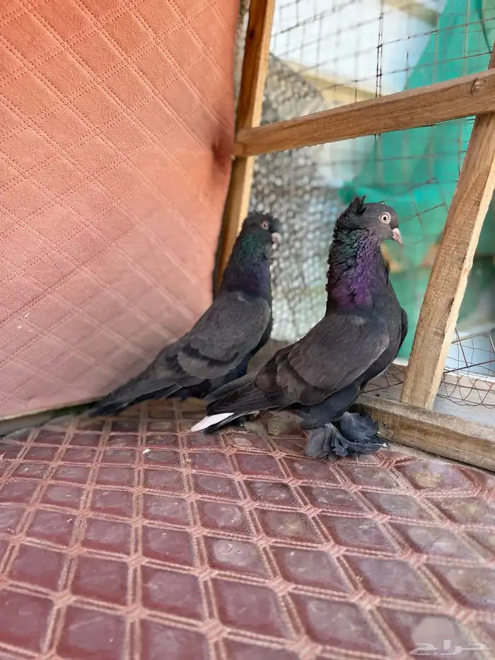 اتراك محاريق 0