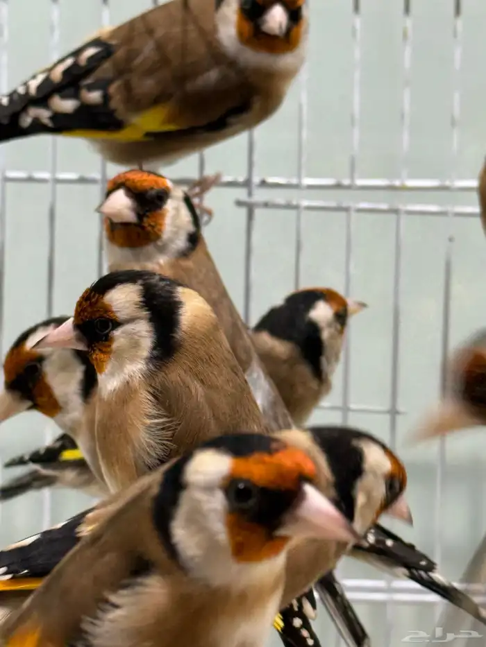 حسون سوري تربية اقفاص 0