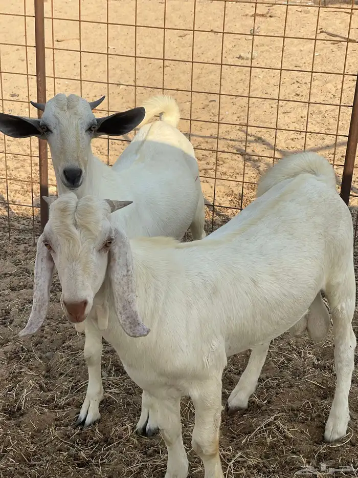 تيوس جذعان 0