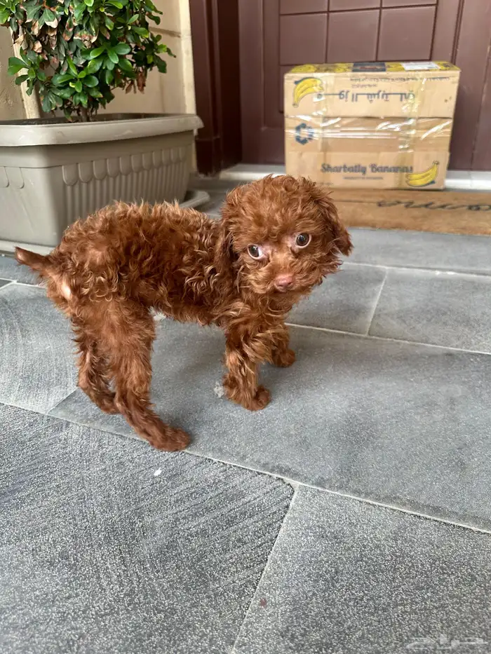 تي كب بودل استيراد من الصين 4