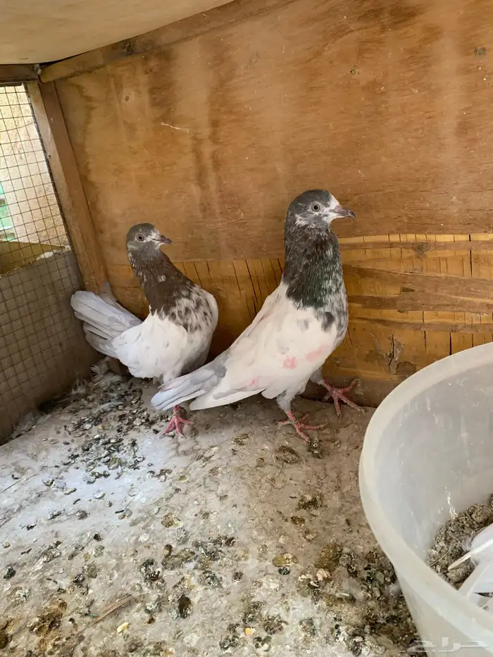 حمام باكستاني للبيع 4