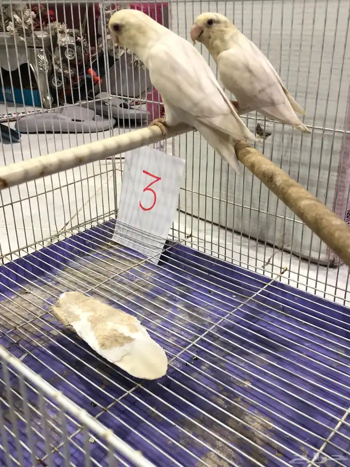 طيور روز للبيع مع فروخهم 5