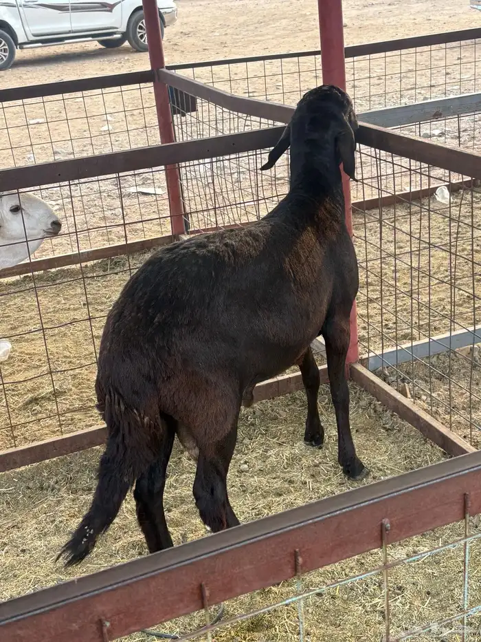 طلي سواكني تيلاد تم البيع 3