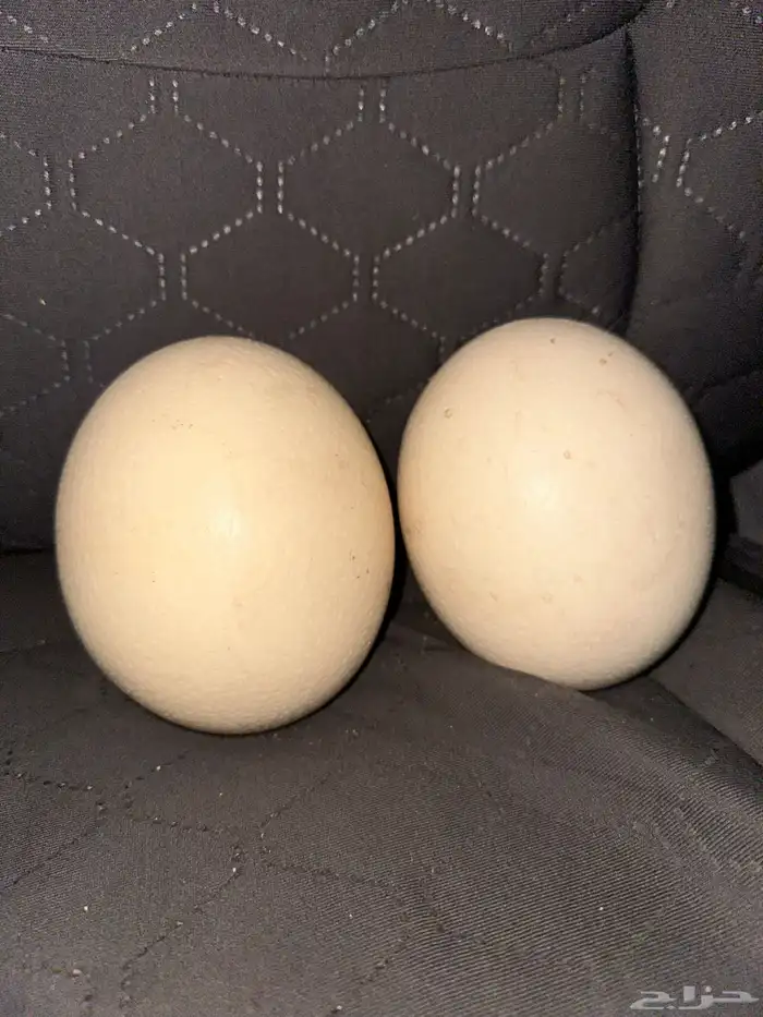 للبيع بيض افريقي 0