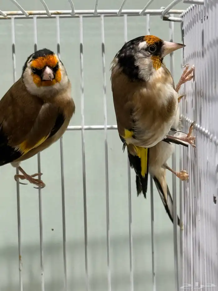 حسون سوري تربية اقفاص 4