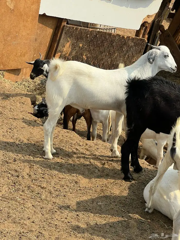 تيوس بلديه ع الشرط فل شحم تابي وتمارا 0