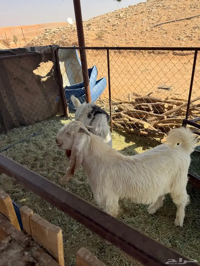 تيوس للبيع الخرج 2