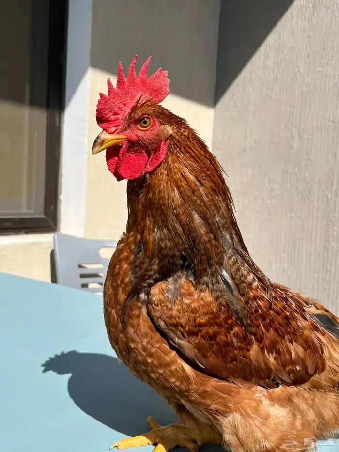 ديك لوهمان براون بيور 0