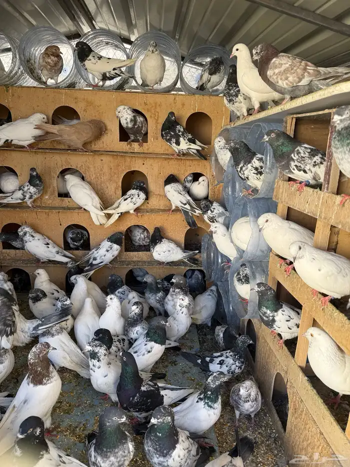 حمام بكستانية توب 2