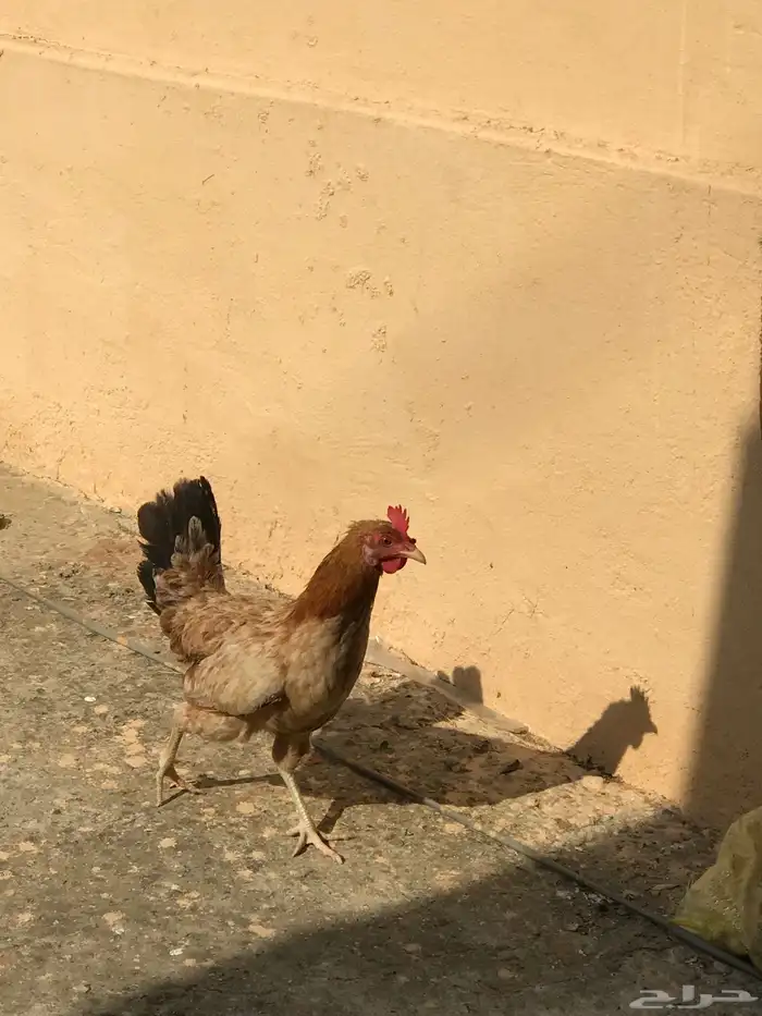 دجاجه صحه 100 الديوكه صحه100 0