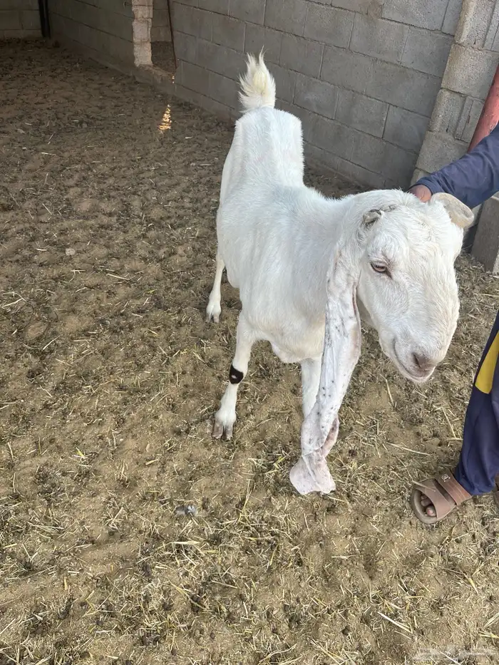 معزى مضاريع جروم وصنف 0