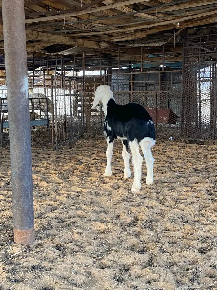 خروف نجدي صنف 3