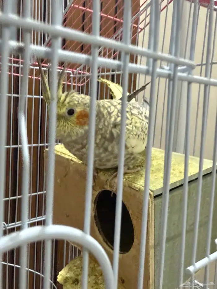 طائرين كروان مفطوم من العض الموقع الدوادمي 4